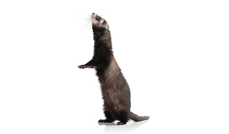 Animal. Old ferret on white background